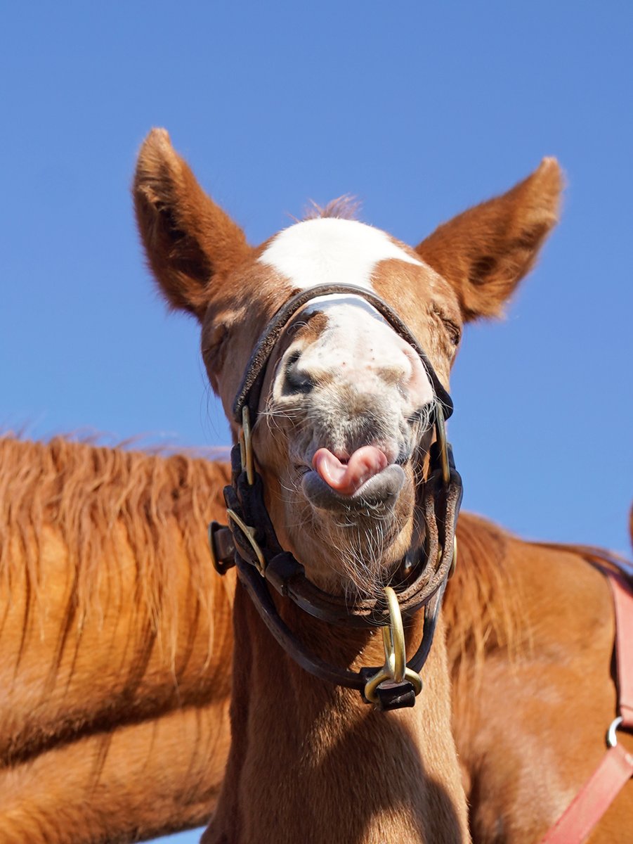 Ｇ１サラブレッドクラブ（公式） tweet media