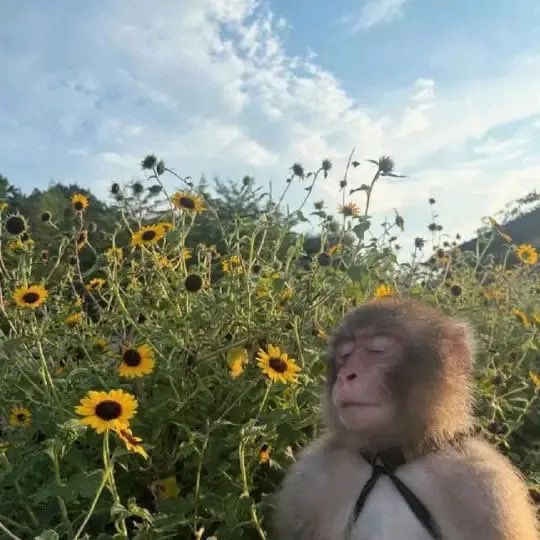 andrés. tweet media