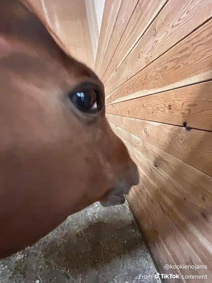 Cowboy Dog tweet media