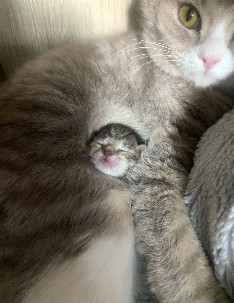 고양이는 왜 이럴까 tweet media