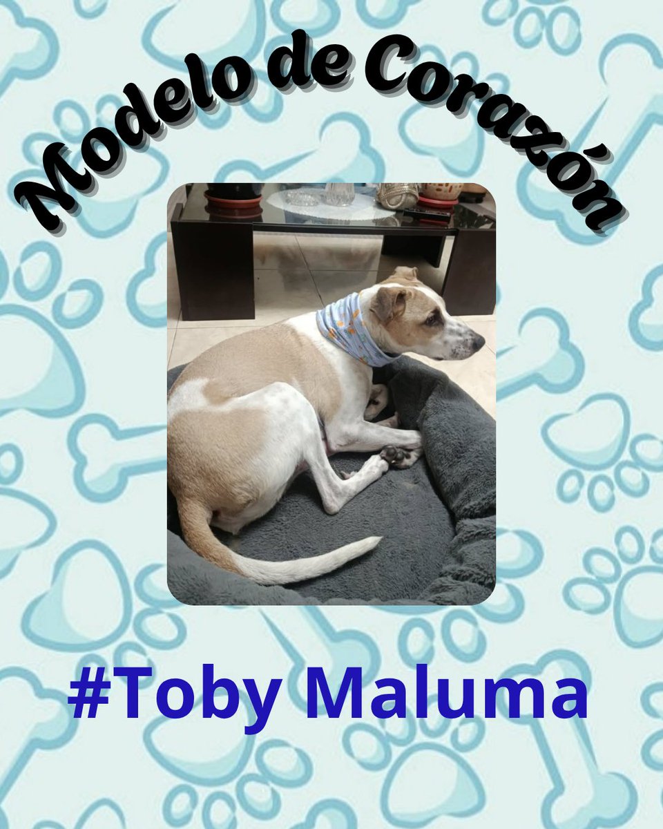 clarol2673's tweet image. Amor infinito,  fortaleza y resiliencia.   El nos ha enseñado mucho... "rendirse no es una opción"  sus  ángeles quienes se unieron para salvarlo merecen lo mejor. 
Ahora él #TobyMaluma un gran #dogmodel  de su cuello en franela.