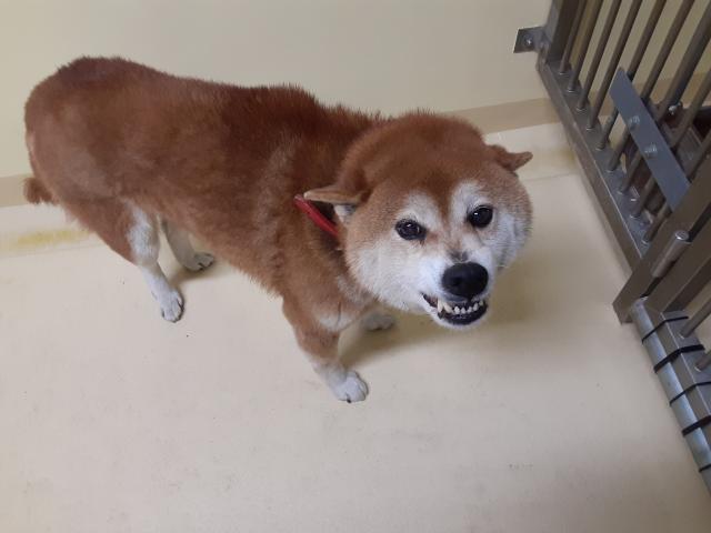 ハクと犬のはなし tweet media