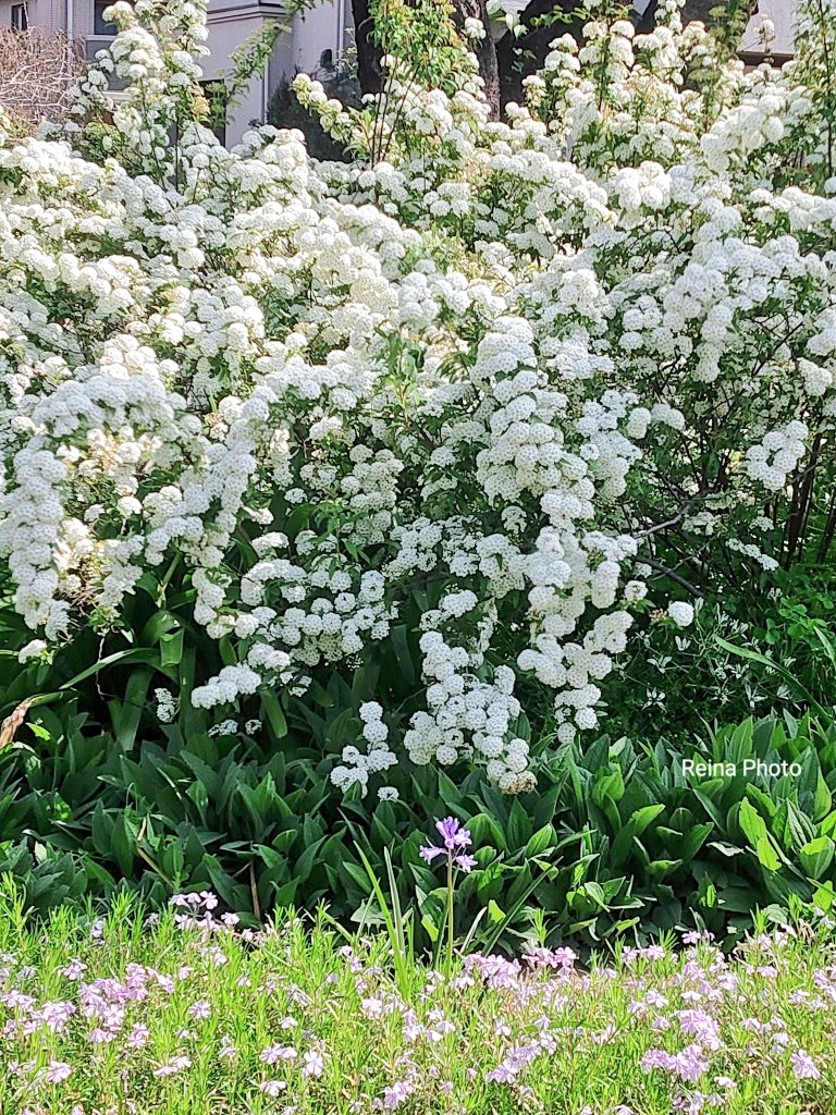 れいなちゃん*𝚁𝚎𝚒𝚗𝚊*3𝚗𝚍 🐱🐾🌸🌹 tweet media