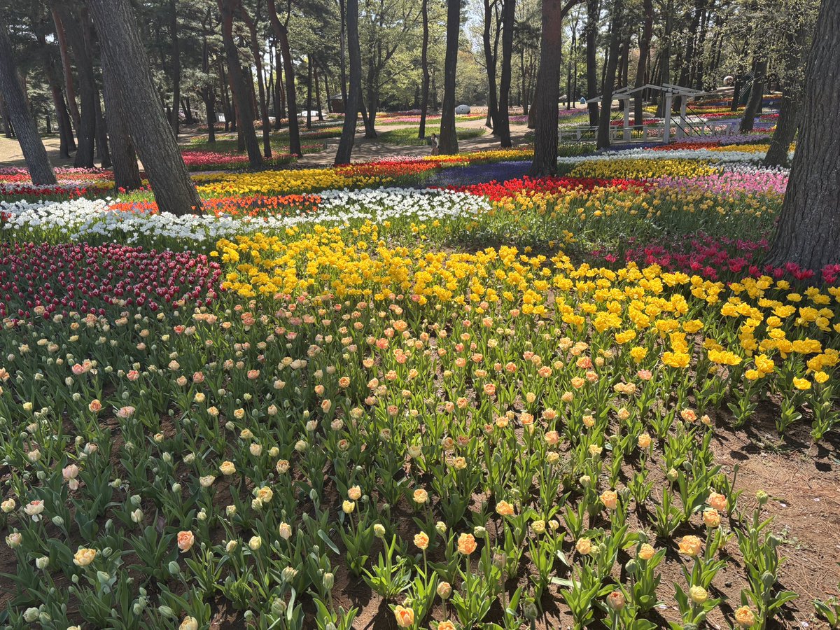 ぷろこ tweet media