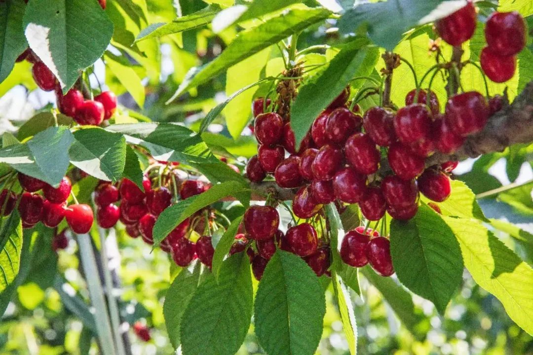 Thisisweinan's tweet image. From the Loess Plateau to the Middle East — one small cherry goes global. 🍒

Chengcheng cherries from Shaanxi make their first 2026 export to the UAE, bringing premium taste to desert markets.

#Cherries #FreshFruit #MadeInChina #UAE #FoodTrade