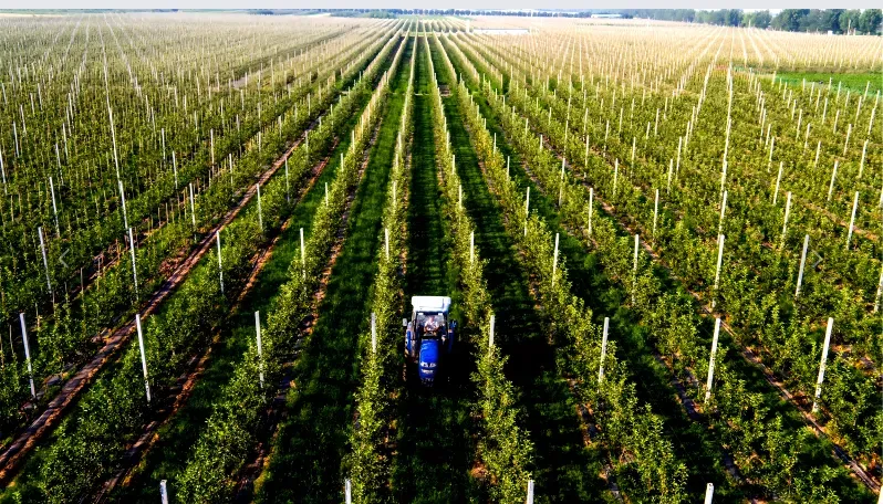 Thisisweinan's tweet image. From the Loess Plateau to the Middle East — one small cherry goes global. 🍒

Chengcheng cherries from Shaanxi make their first 2026 export to the UAE, bringing premium taste to desert markets.

#Cherries #FreshFruit #MadeInChina #UAE #FoodTrade