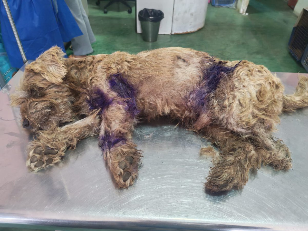 PATAS REFUGIO tweet media