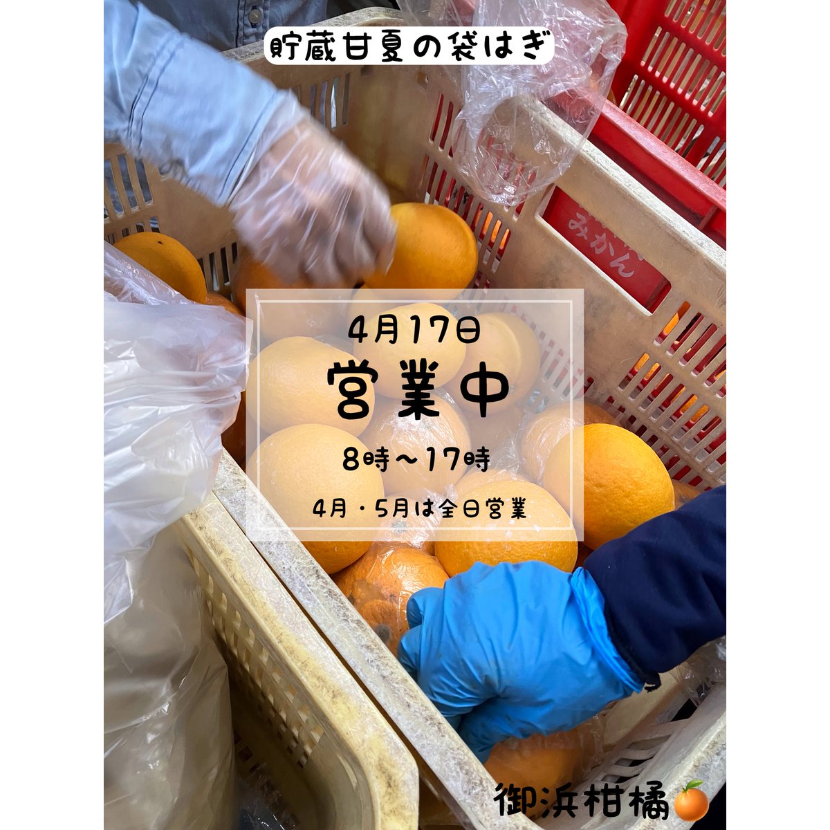 “こだわりみかん”の御浜柑橘 tweet media