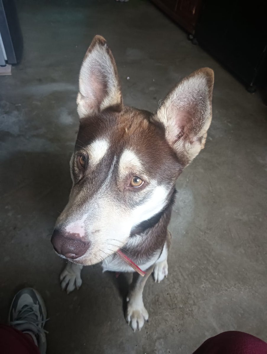 Coyote sigue en busca de un hogar 
Es mix de Husky, amigable con otros perros , energía alta , urge un hogar para el por favor 🙏🏼 
No lo pueden tener mucho tiempo :(
Wats 5548724347
#CiudadDeMéxico