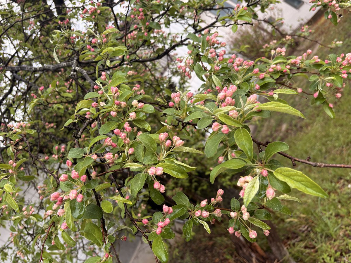 okitsushima_'s tweet photo. ピンクの蕾が沢山つきました。

さて、この桜、どんな花が咲くでしょうか？😌

咲いたらまたご報告します✨

#桜 https://t.co/LBpnsLQ83k