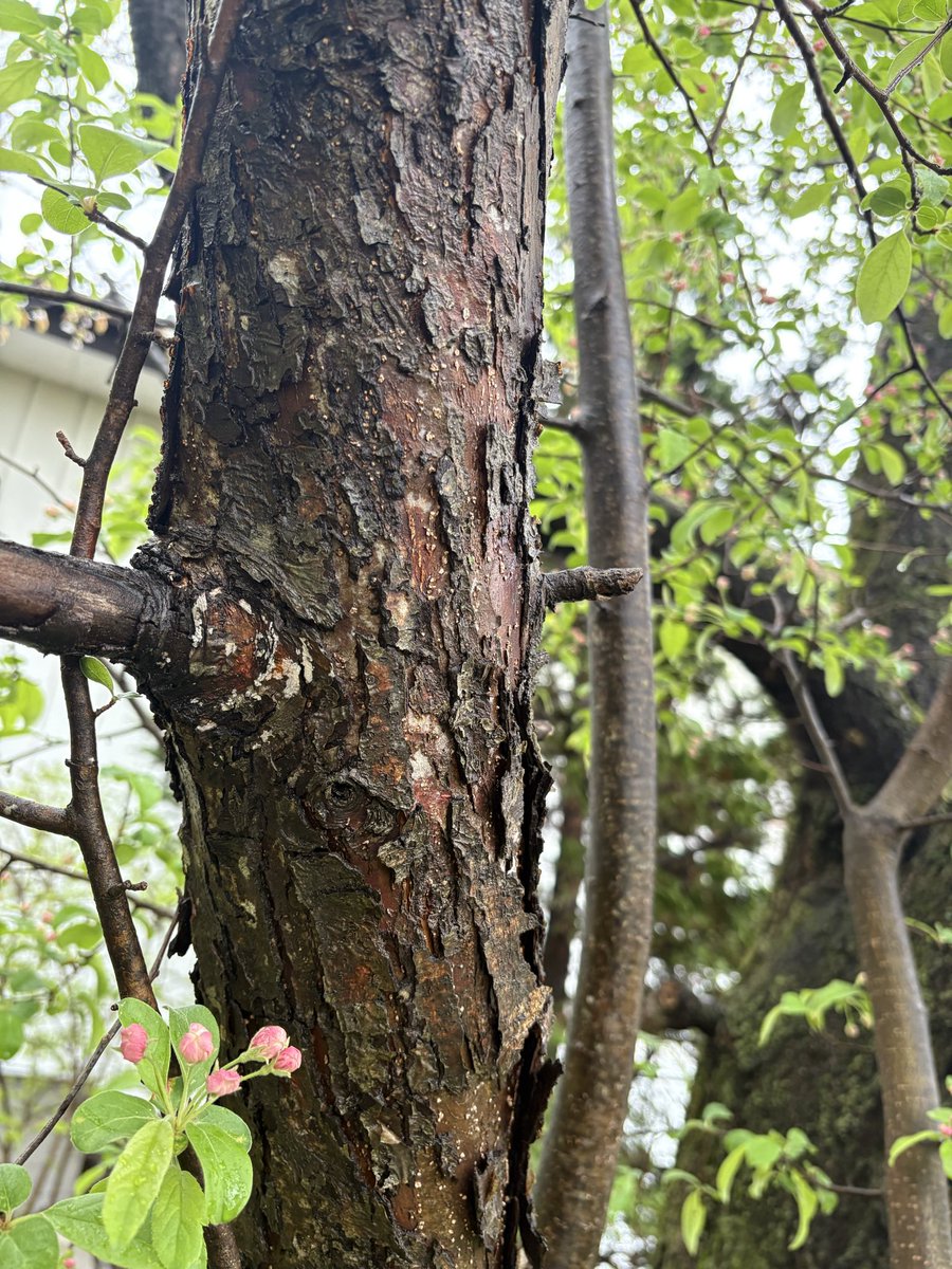 okitsushima_'s tweet photo. ピンクの蕾が沢山つきました。

さて、この桜、どんな花が咲くでしょうか？😌

咲いたらまたご報告します✨

#桜 https://t.co/LBpnsLQ83k