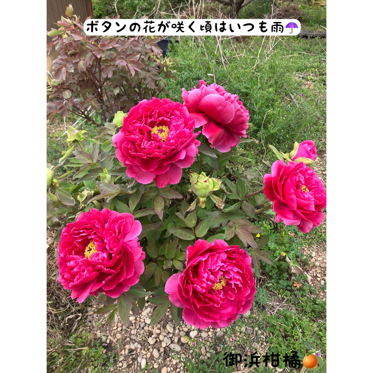 “こだわりみかん”の御浜柑橘 tweet media