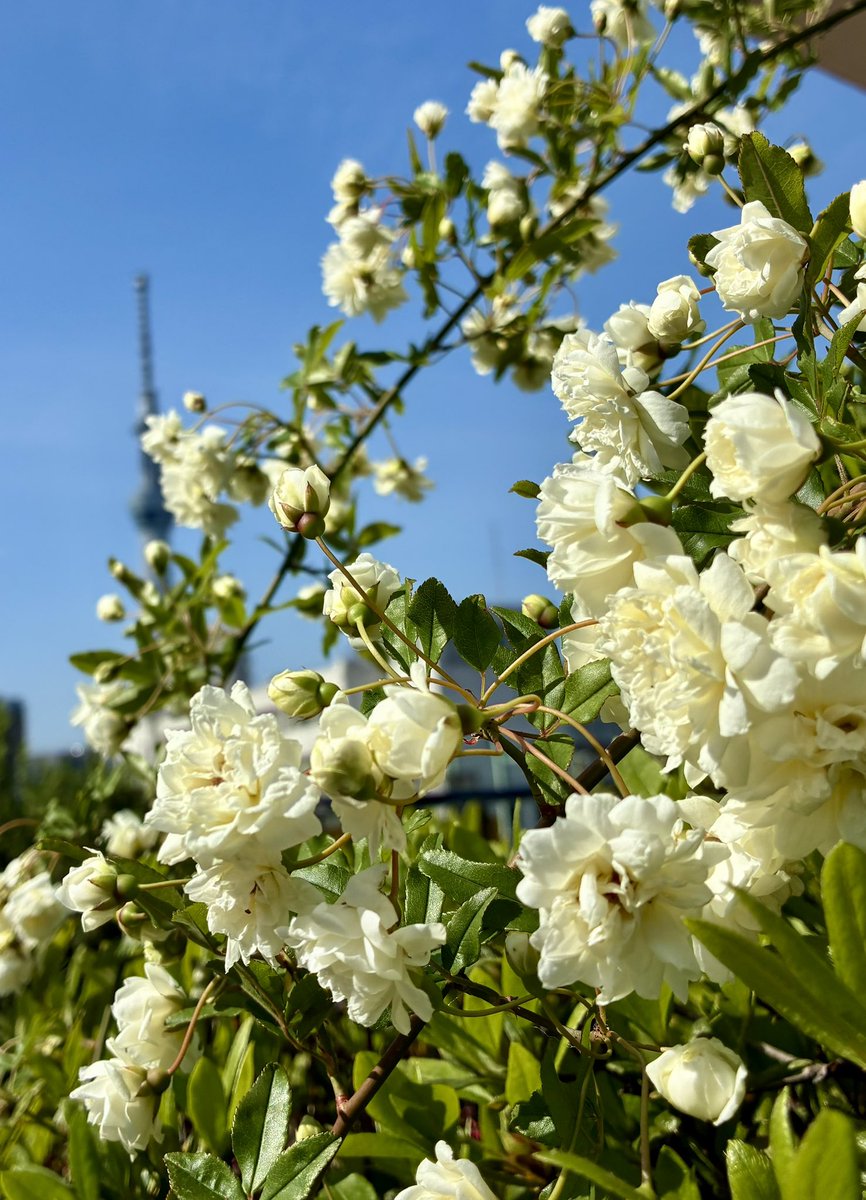 ブチャ tweet media