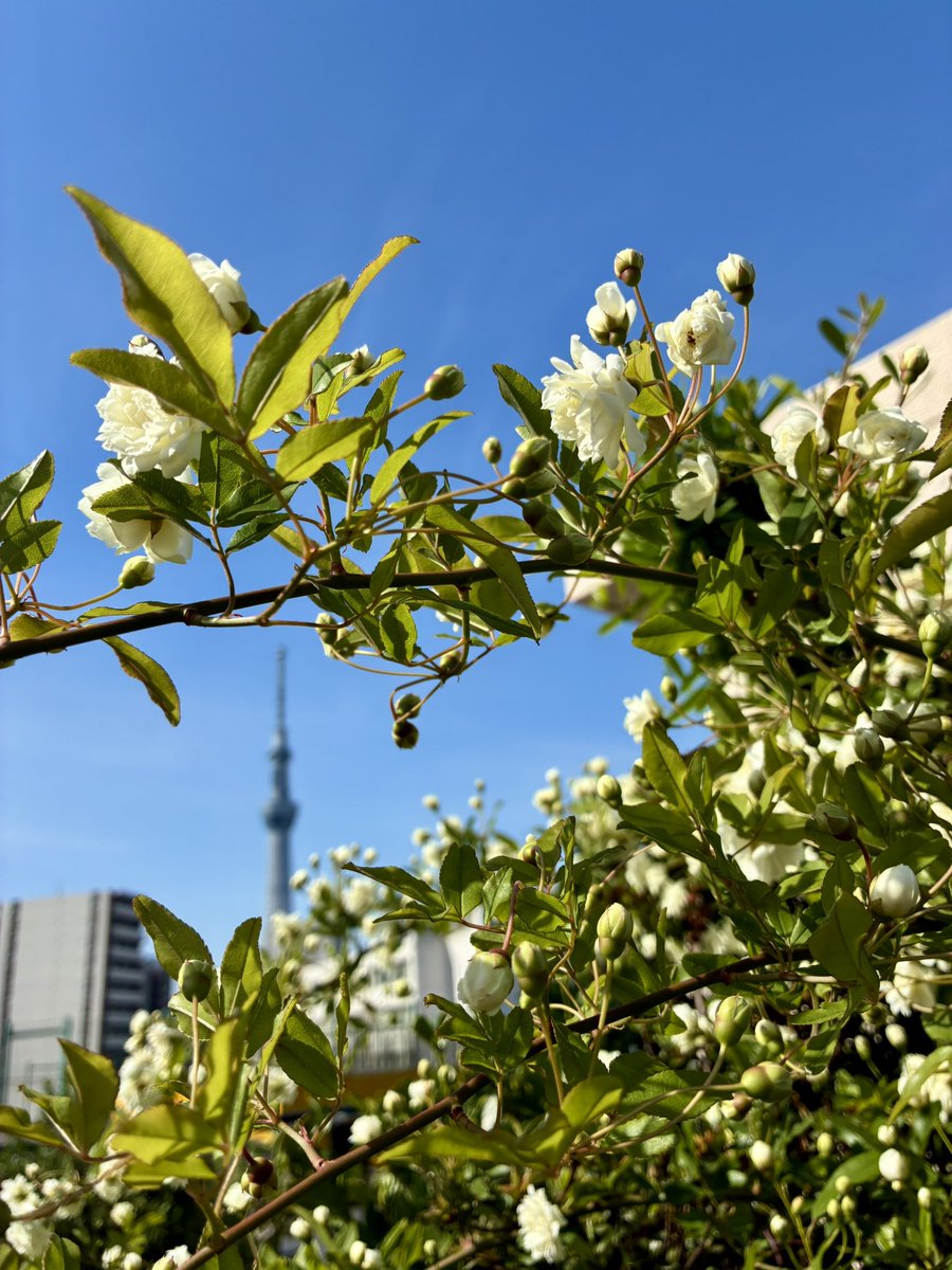 ブチャ tweet media