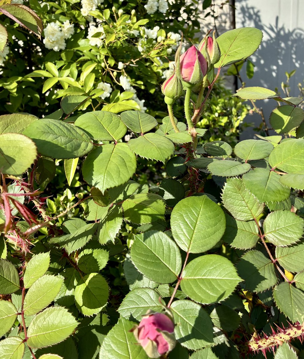 ブチャ tweet media