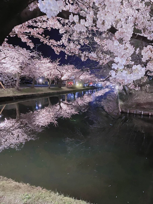 何年かぶりに桜見てきた!めちゃくちゃ綺麗だったし上手く撮れた気がする