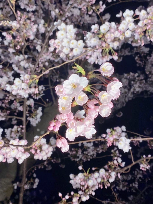 何年かぶりに桜見てきた!めちゃくちゃ綺麗だったし上手く撮れた気がする