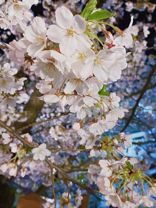 何年かぶりに桜見てきた!めちゃくちゃ綺麗だったし上手く撮れた気がする