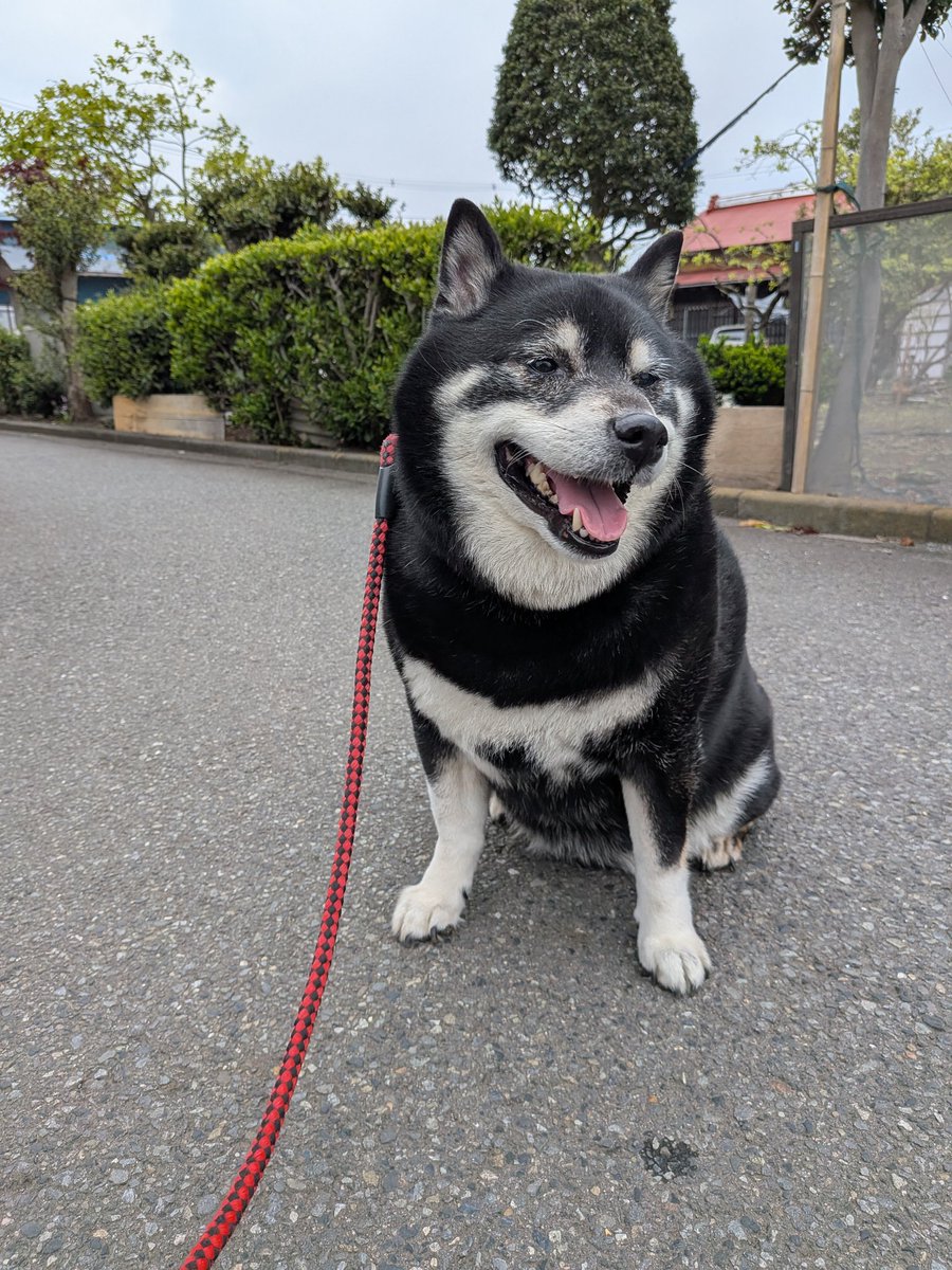 気まぐれ黒柴 銀河 tweet media