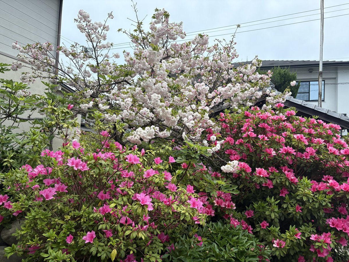 neosupe111's tweet photo. 八重桜とツツジ https://t.co/a5VbeZgaQU