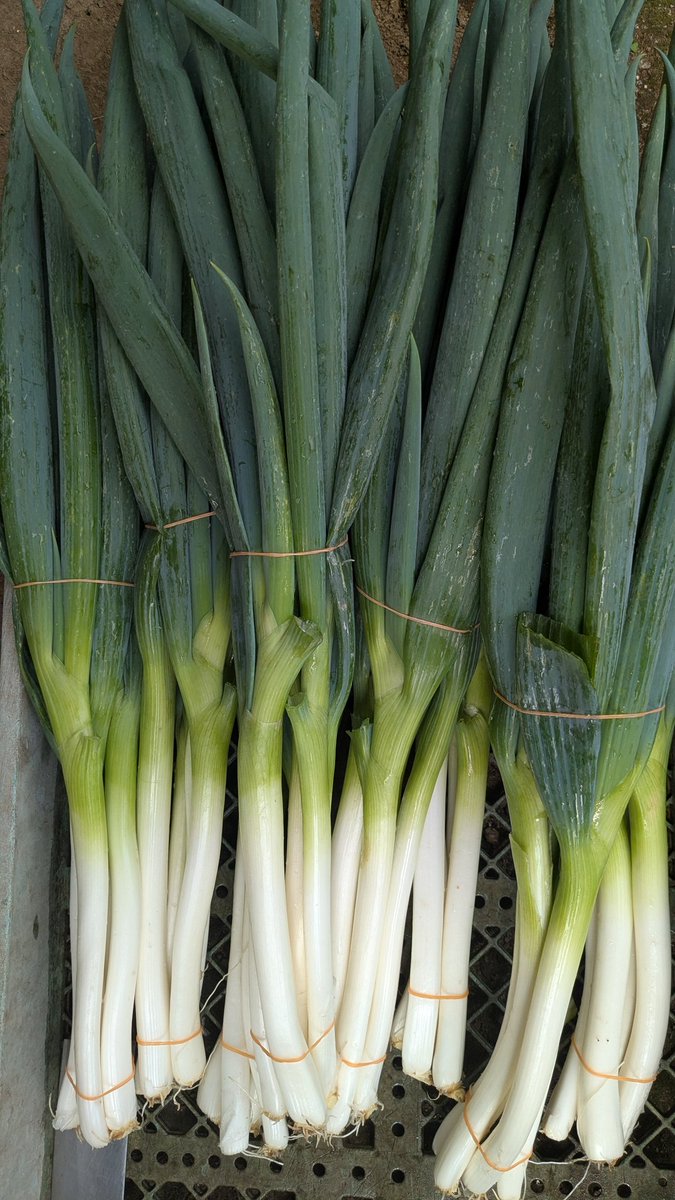 調布ベジトラスト（Farmer’s shop） tweet media