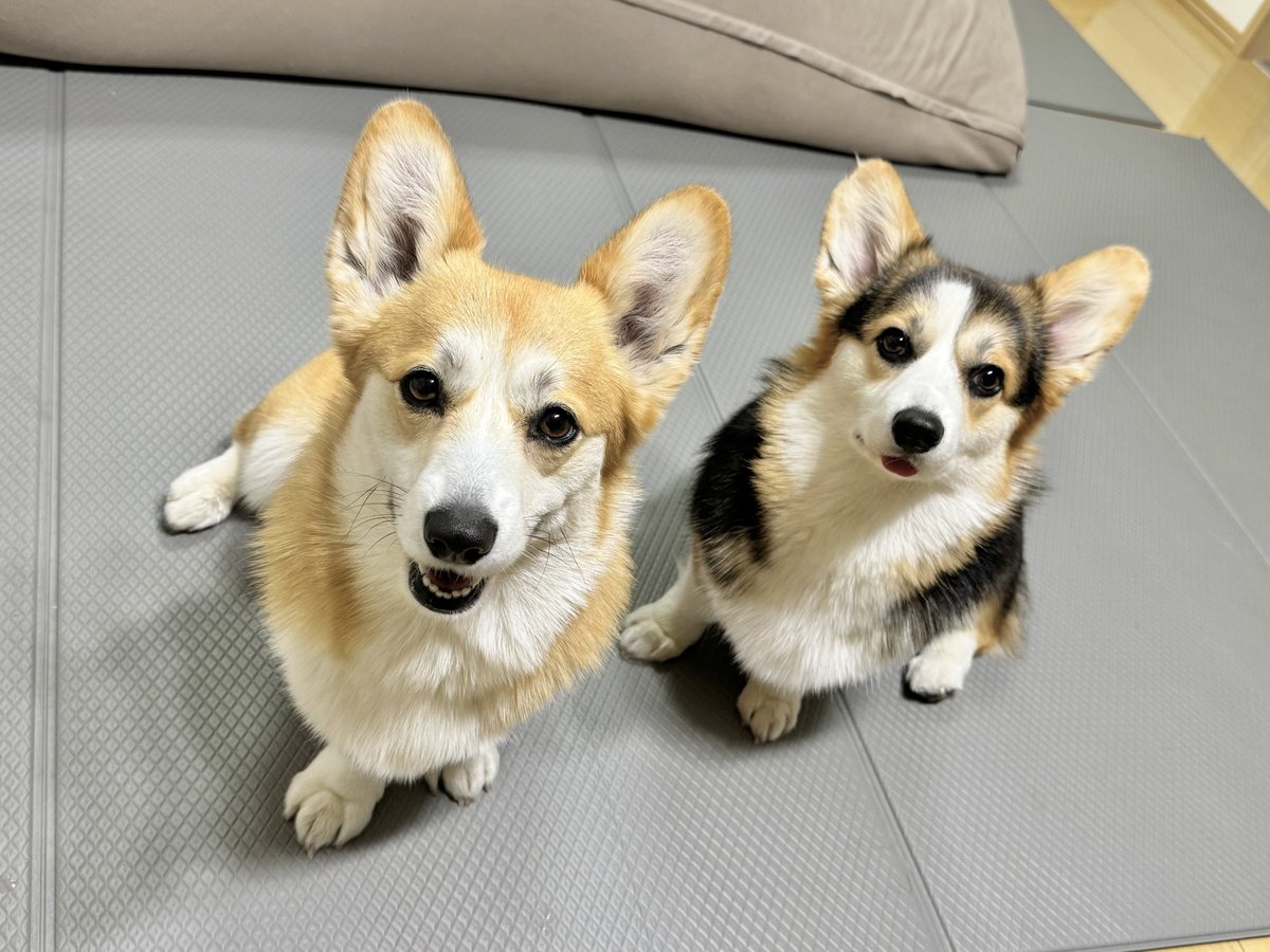 まろ眉のコパン tweet media