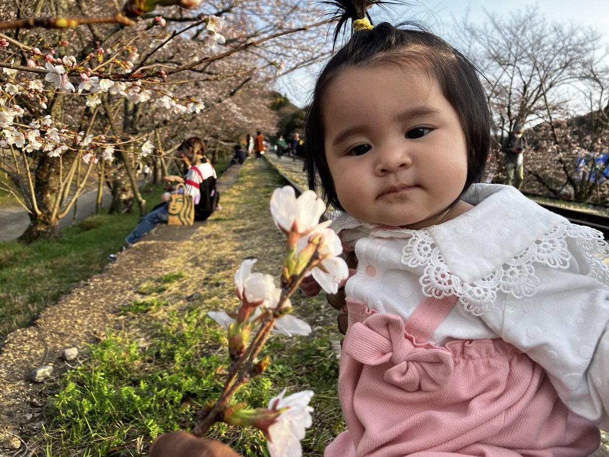 keypetbase's tweet photo. 7ヶ月になりました🌸

ずり這いできるようになったのはいいものの、ハイハイを飛ばして、つかまり立ちと伝い歩きを始めたので、毎日ワタワタしております！ https://t.co/0zpiOLZpmy