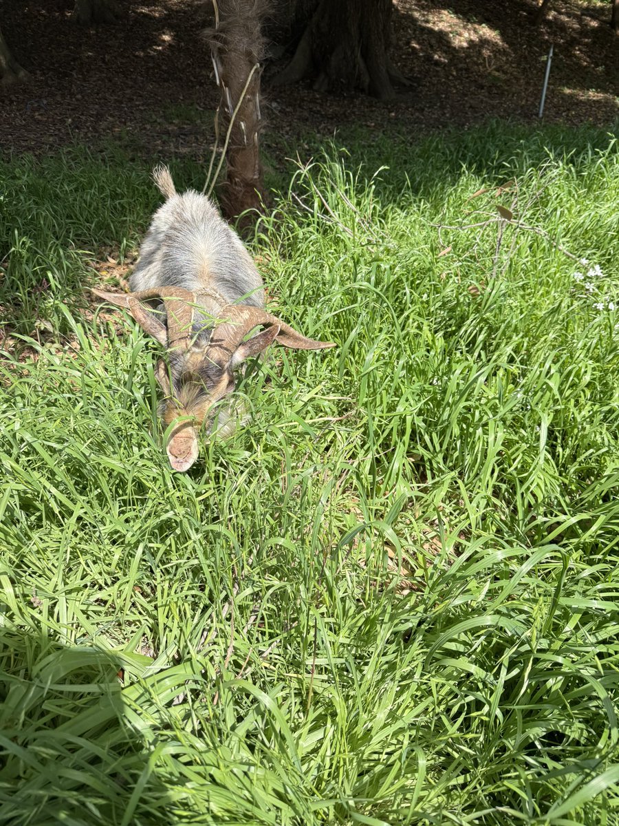 Kei's Bromeliads & 柏諏訪神社 tweet media