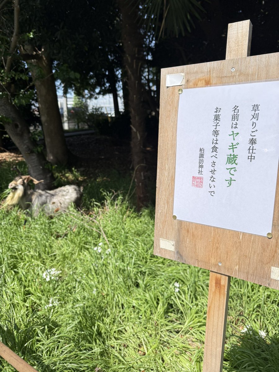 Kei's Bromeliads & 柏諏訪神社 tweet media