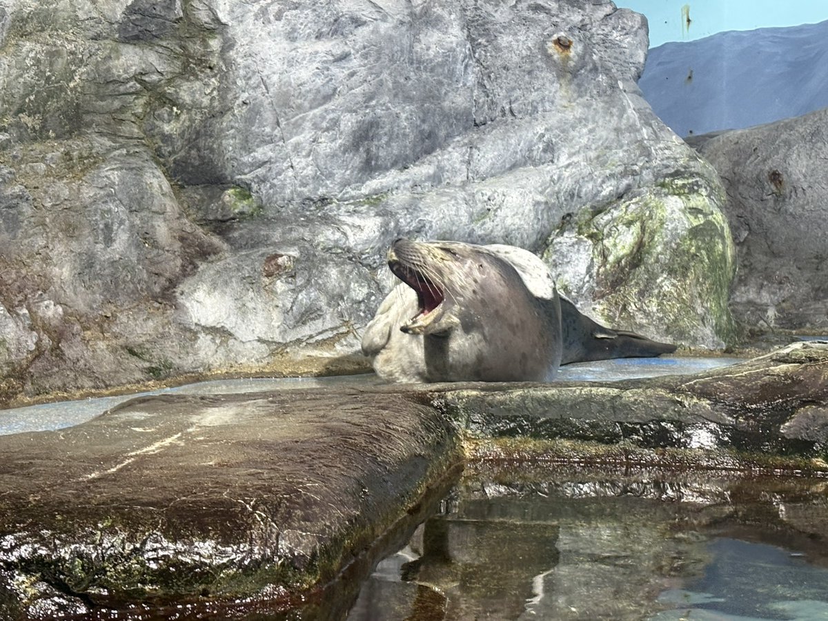 開館前に見回りをしていると、寝起きのうしおを発見！
ふわぁ～と気持ちよさそうにあくびをしていました！

＃浅虫水族館 ＃青森県 ＃aquarium ＃ゴマフアザラシ ＃うしお