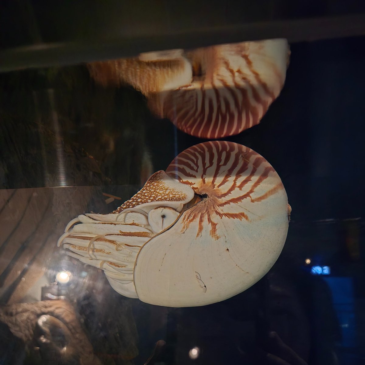 あびねこ 海おくin沼津 5月23〜24日 tweet media