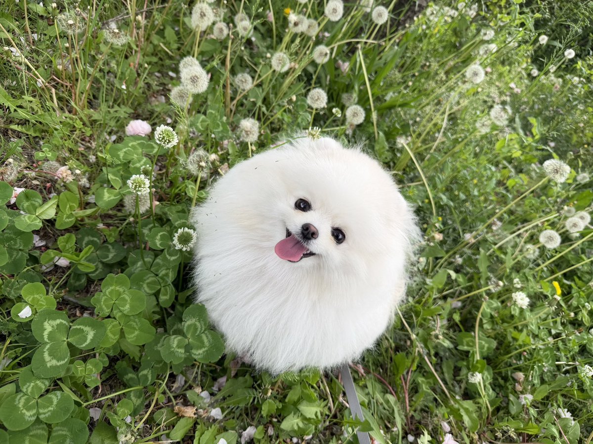 ポメラニアン ちょむ tweet media