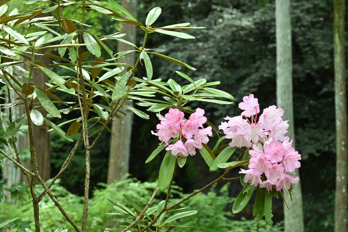 法多山 tweet media