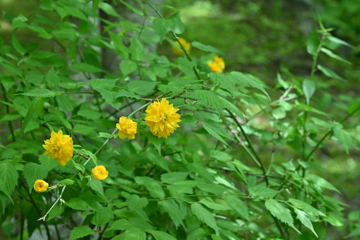 法多山 tweet media