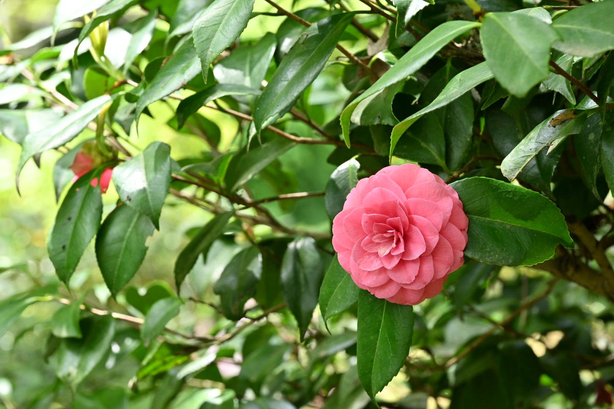 法多山 tweet media