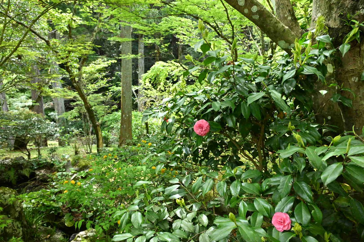 法多山 tweet media