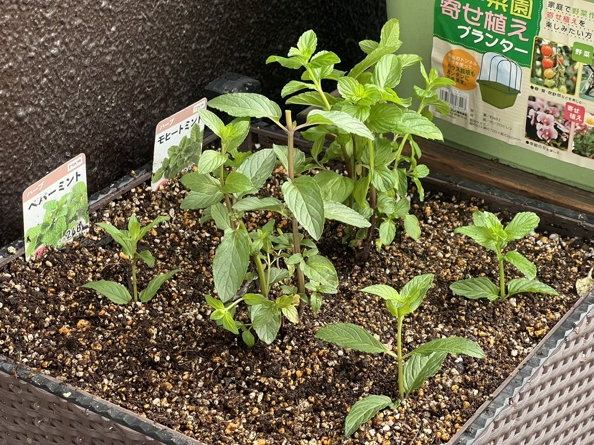 うりぼー 🦏 半導体はサッパリわからない遊び人⛰️ウリリンクスの中の人🍅植物工場運営中🥔 tweet media