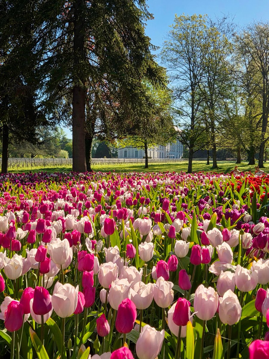 Tulips Library tweet media