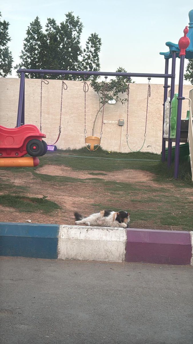 هيلة الروقي (قلب الرحمة) tweet media