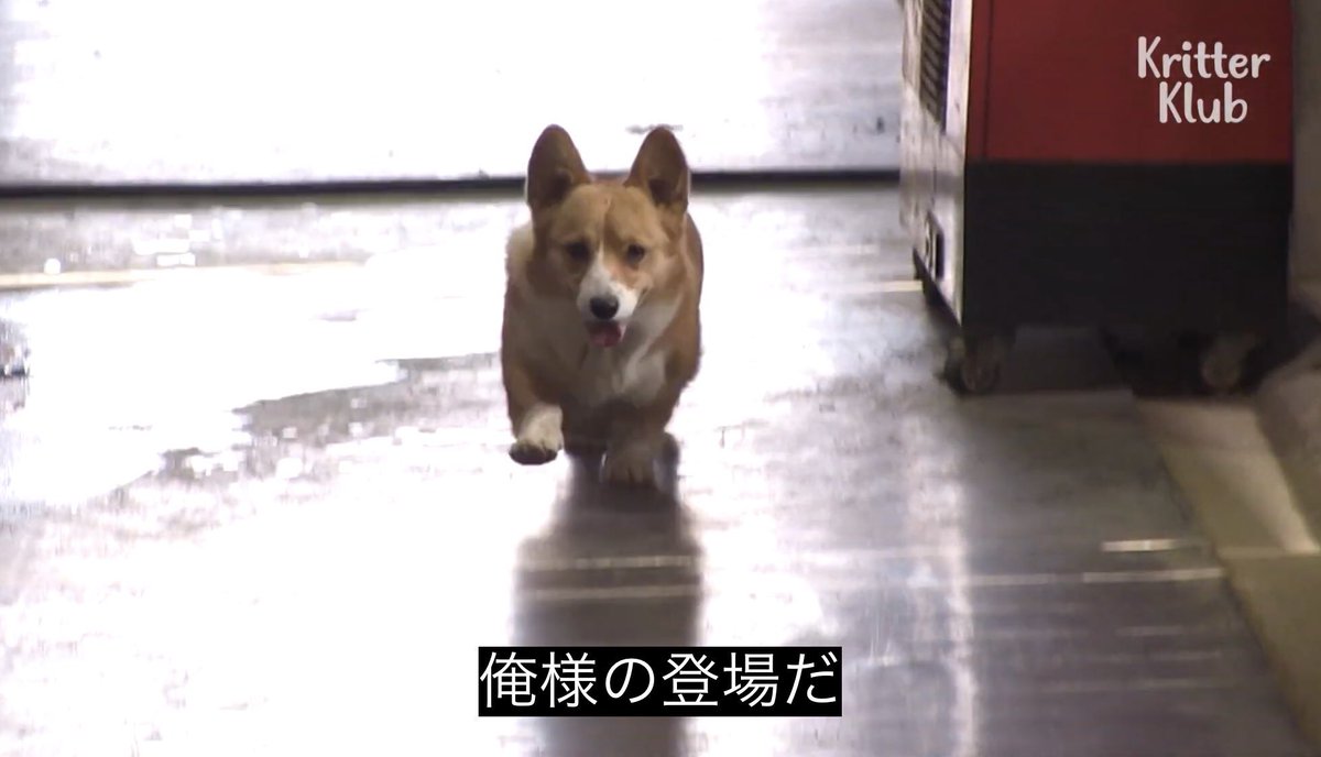 でかいかさ tweet media