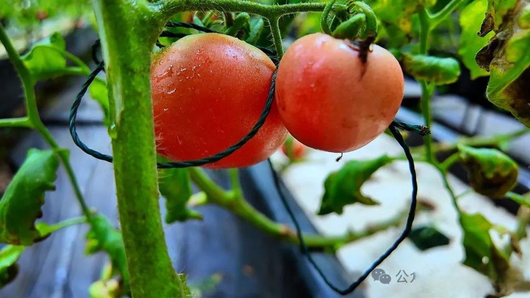 Delta IT Solution tweet media