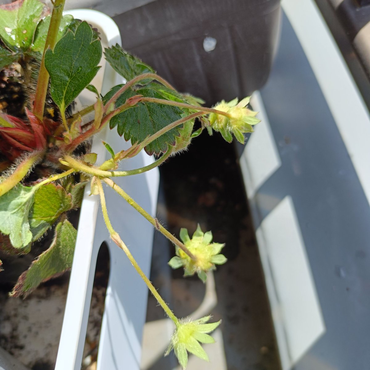 とうふさん tweet media