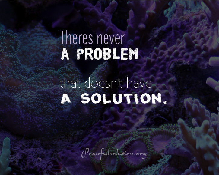 Peaceful Solution tweet media