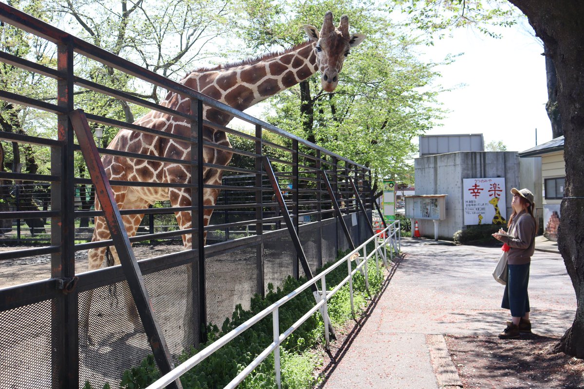 bunseiart's tweet photo. 2年生は動物園実習です！
この取材のスケッチやデッサンを元日本画を制作していきます🦒
#文星芸大 #スケッチ #宇都宮 #動物園 #宇都宮動物園 https://t.co/h4UunKgOgh