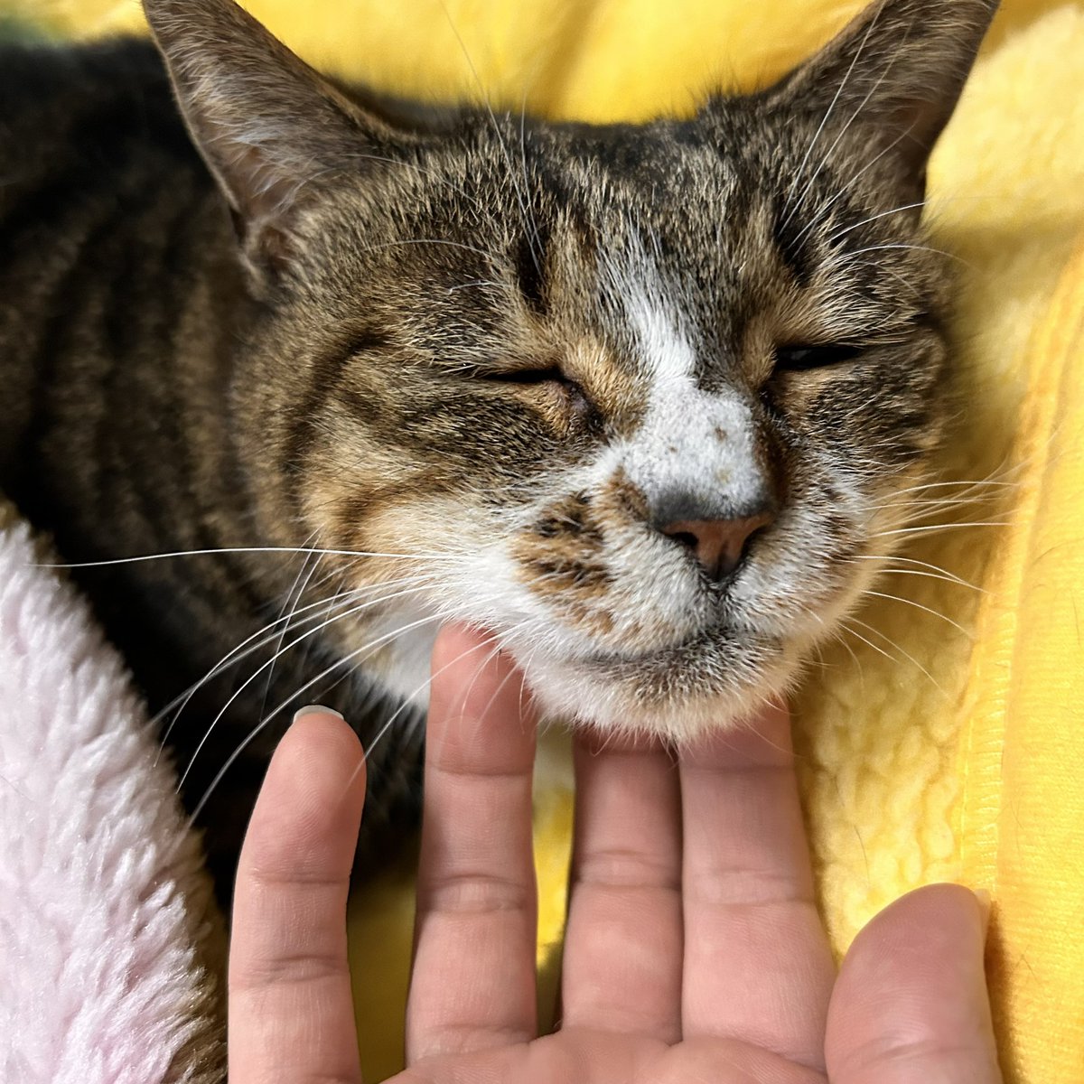 まおまお tweet media