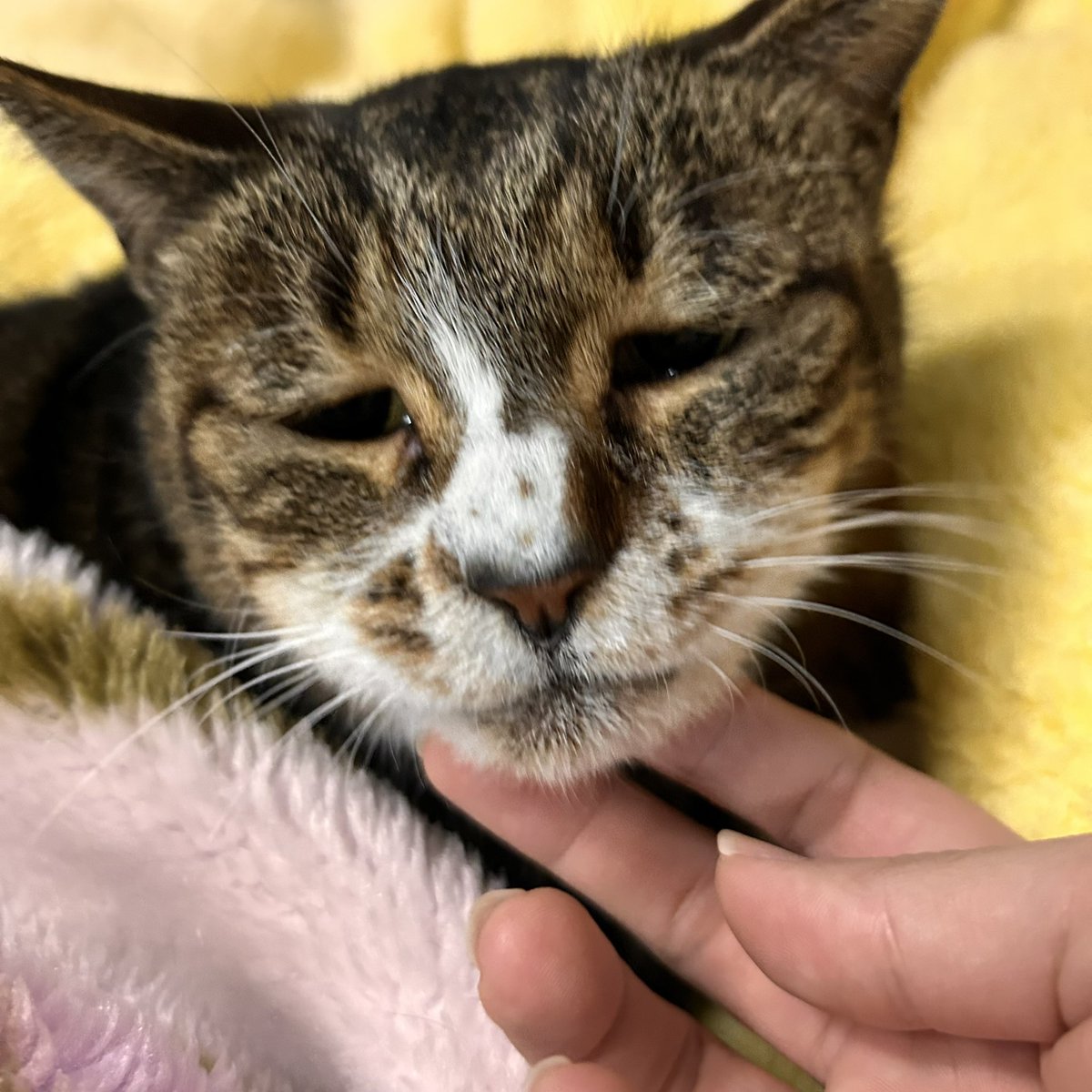 まおまお tweet media