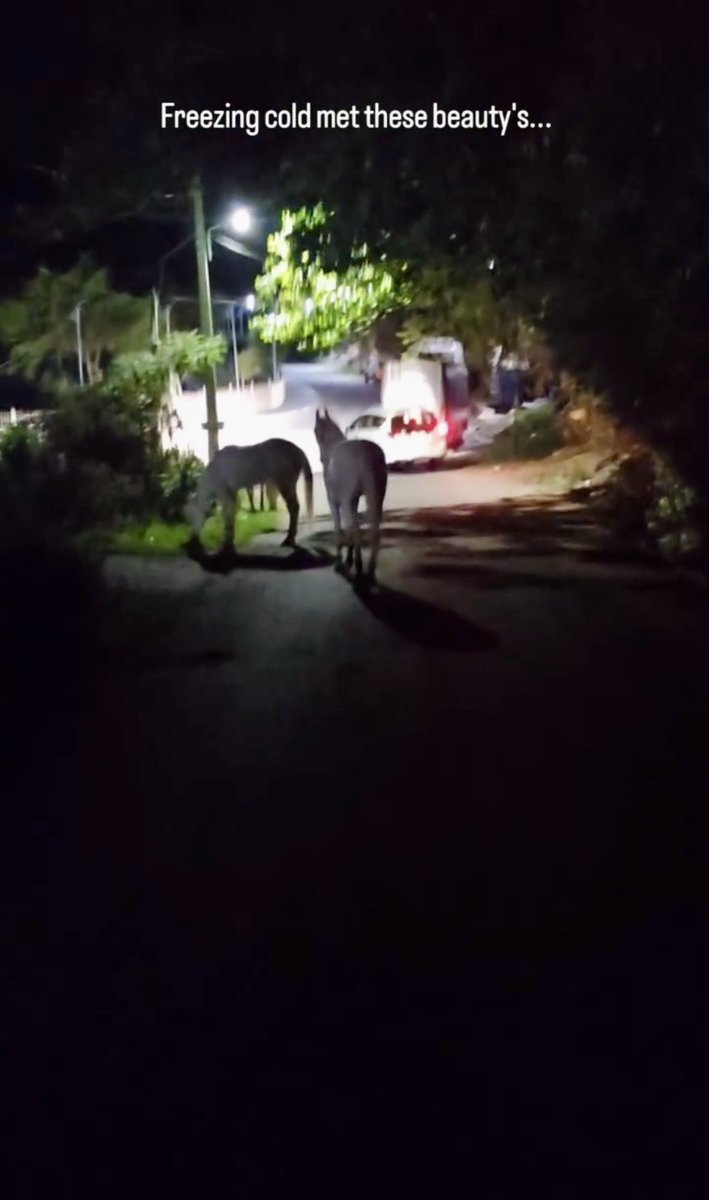 ゴーストビーフ🥩 tweet media