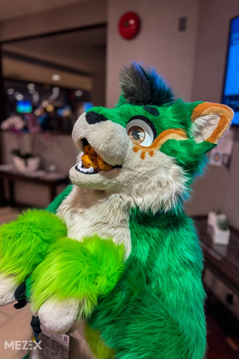 EmeraldSageCat's tweet photo. Can I haz another cookiee?

#VF2026 #Vancoufur #FursuitFriday
📸: @MezixVR https://t.co/NjXIXwsjQ7