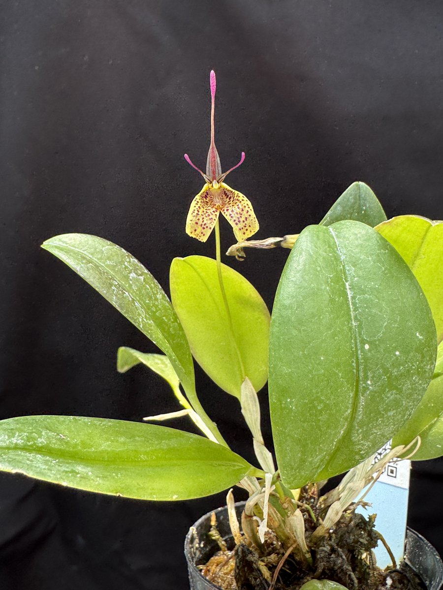 ベラビスタ tweet media