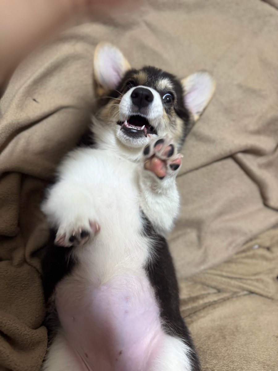 おにぎり tweet media